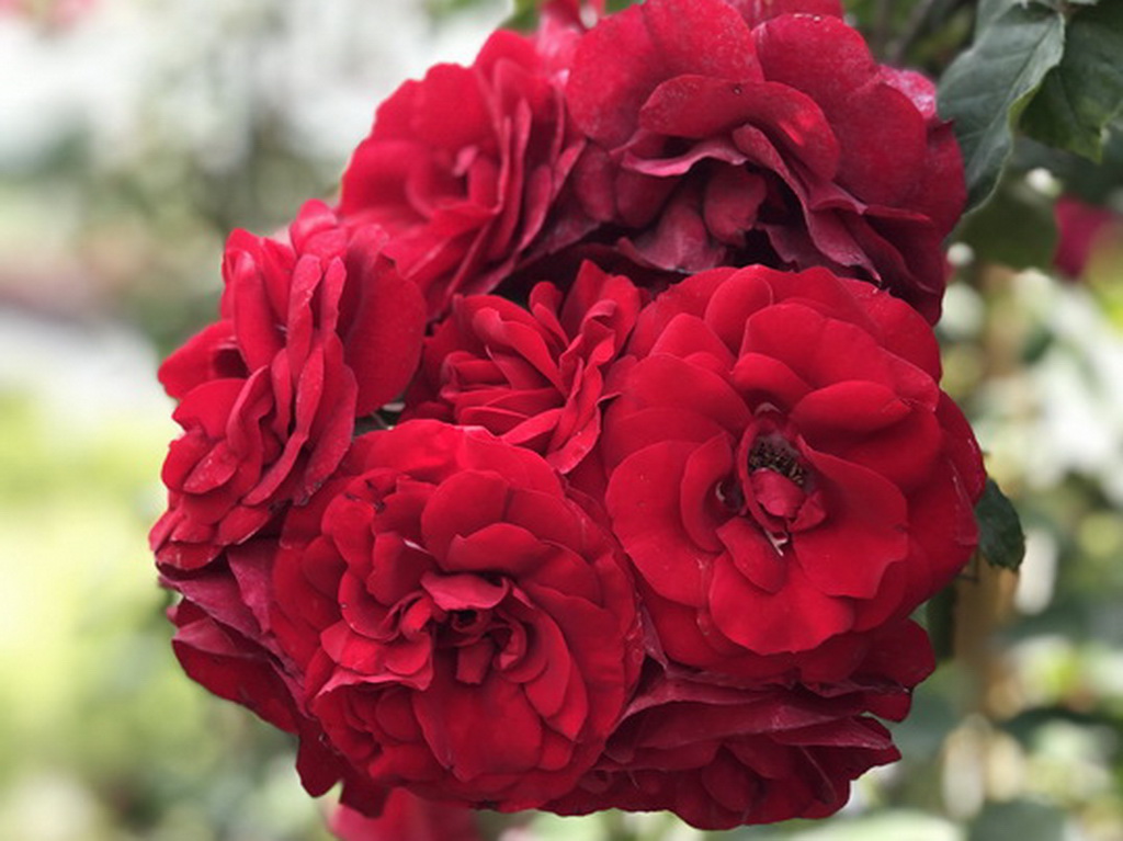 Роза плетистая `Amadeus`